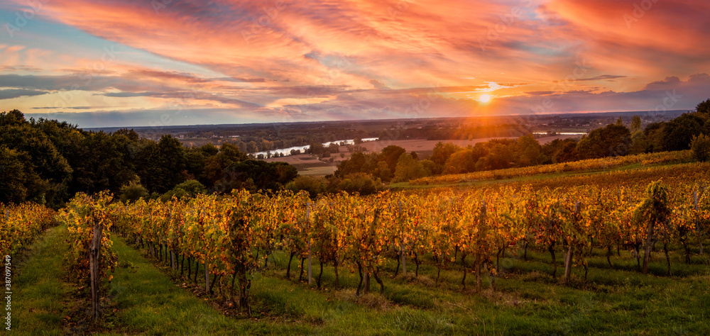 Bordeaux Vineyard at sunrise in autumn, Entre deux mers, Langoiran, Gironde, France