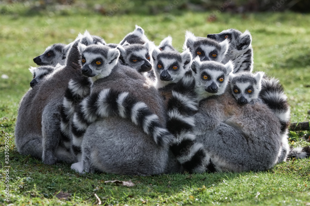 Fototapeta premium Lémurien Makki catta - Ring-tailed lemur