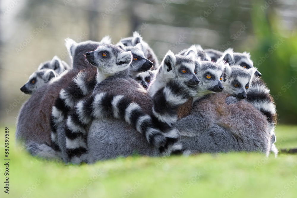 Fototapeta premium Makki catta - Ring-tailed lemur