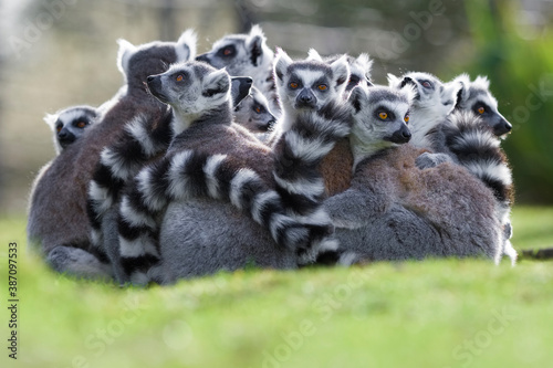 Lémurien Makki catta - Ring-tailed lemur © shocky