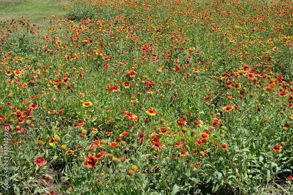 Hundreds of red and yellow flowers of Gaillardia aristata in mid June