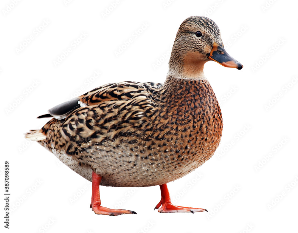 Female wild duck Female wild duck