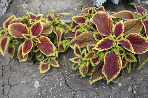 Variegated purple and yellow leaves of Coleus scutellarioides in mid July photo