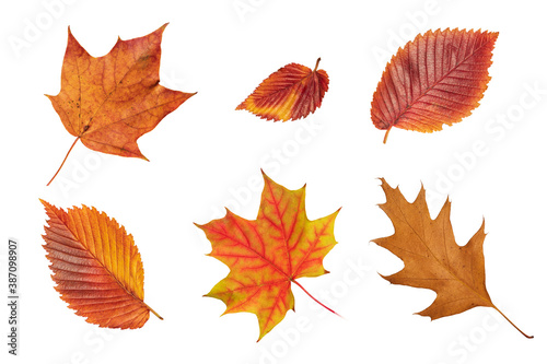 Set of fall leaf. Red, green, orange and brown fall elm, red oak and maple leaf isolated on white background. Close up of autumn leaves