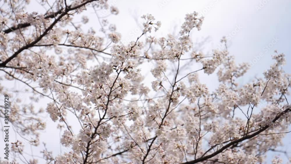 Cherry Blossoms in Full Bloom in Tokyo Japan Cherry Blossoms in Full Bloom in Tokyo Japan