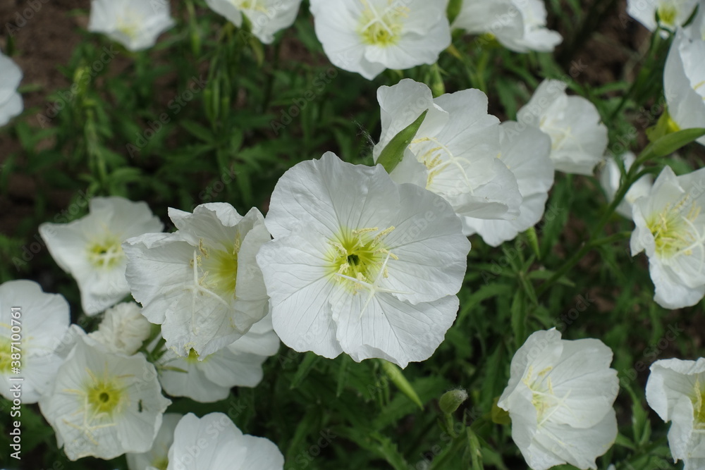 Great number of white flowers of Oenothera speciosa in May Great number of white flowers of Oenothera speciosa in May