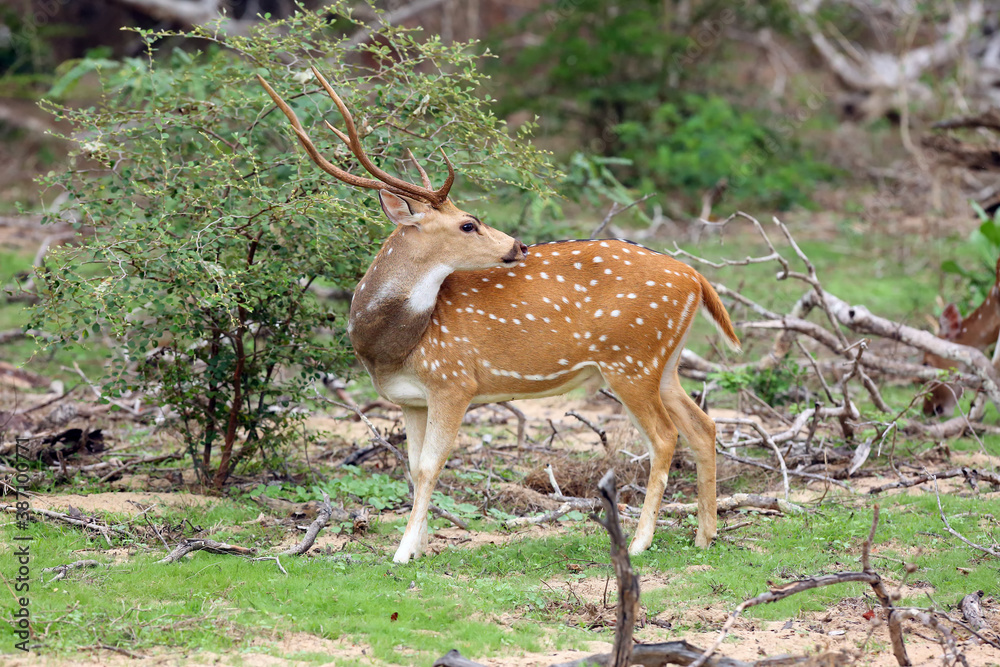 The chital or cheetal (Axis axis), also known as spotted deer or axis deer, male standing in the bushes The chital or cheetal (Axis axis), also known as spotted deer or axis deer, male standing in the bushes