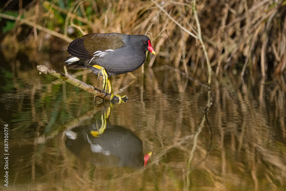 Poule d'eau - Gallinula chloropus - Moorhen Poule d'eau - Gallinula chloropus - Moorhen