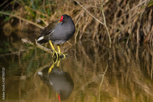 Poule d'eau - Gallinula chloropus - Moorhen