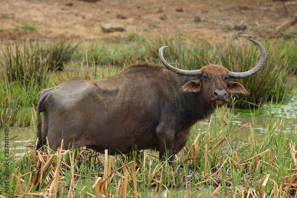 The wild water buffalo (Bubalus arnee), also called Asian buffalo, Asiatic buffalo and arni or arnee, sri lanka subspecies (Bubalus arnee migona), standing in the reeds. Big buffalo in the water. The wild water buffalo (Bubalus arnee), also called Asian buffalo, Asiatic buffalo and arni or arnee, sri lanka subspecies (Bubalus arnee migona), standing in the reeds. Big buffalo in the water.