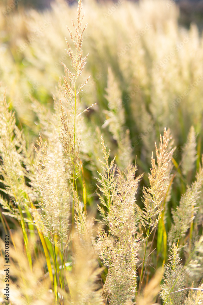 Fototapeta premium dry beige flowers close up
