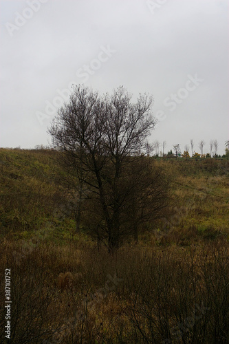 a tree without leaves on an autumn morning