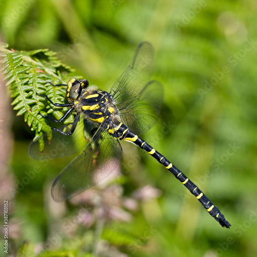 Golden-ringed Dragonfly (Cordulegaster boltonii), male perched, Cornwall, England, UK.