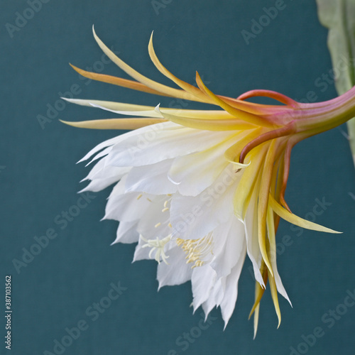 Orchid Cactus (Epiphyllum laui) flower. photo