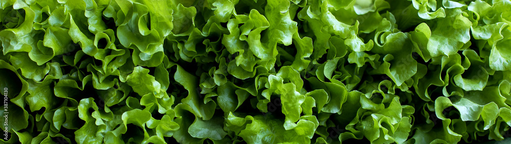 juicy crispy salad leaves banner. Lettuce lettuce vitamins natural bio eco. texture background. vegan raw food low calorie diet concept - obrazy, fototapety, plakaty 