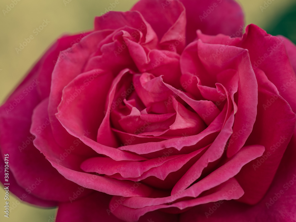 Obraz premium 秋晴れの日の薔薇