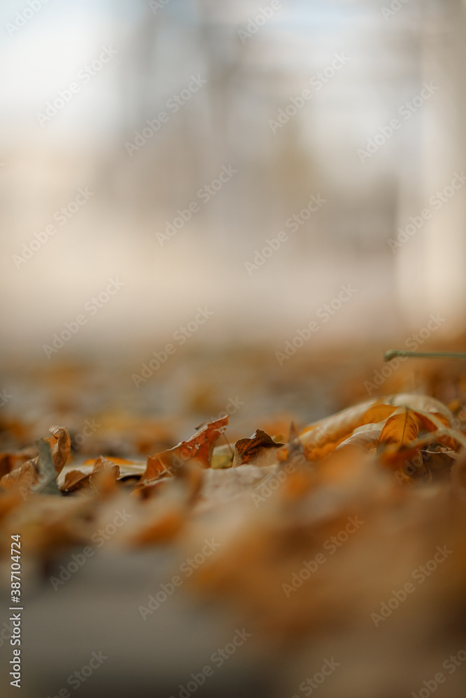 autumn leaves on the ground autumn leaves on the ground