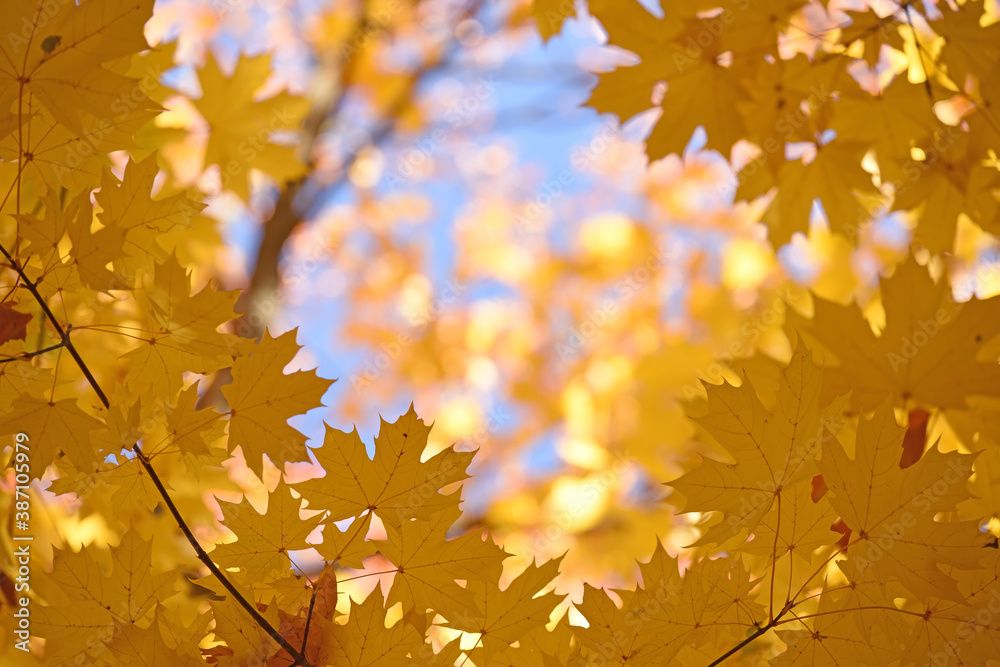Autumn yellow maple leaves on a blurred forest background, very shallow focus. Colorful foliage in the autumn park. Excellent background on the theme of autumn.
Autumn yellow maple leaves on a blurred forest background, very shallow focus. Colorful foliage in the autumn park. Excellent background on the theme of autumn.