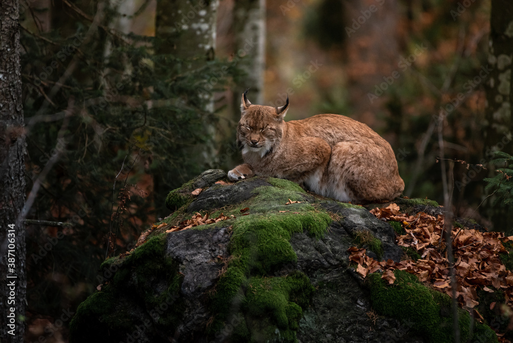 Lynx on the rock in Bayerischer Wald National Park, Germany
Lynx on the rock in Bayerischer Wald National Park, Germany