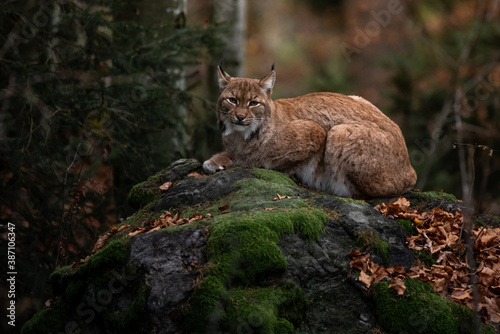 Lynx on the rock in Bayerischer Wald National Park, Germany 