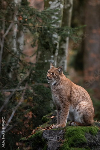 Lynx on the rock in Bayerischer Wald National Park, Germany  © Miller_Eszter