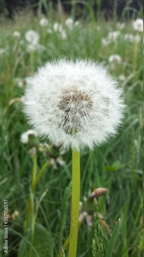 Pusteblume auf gr  ner Wiese