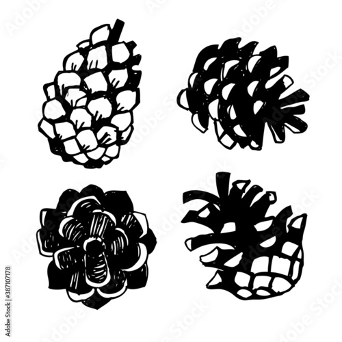 hand drawn vector image of pine cones