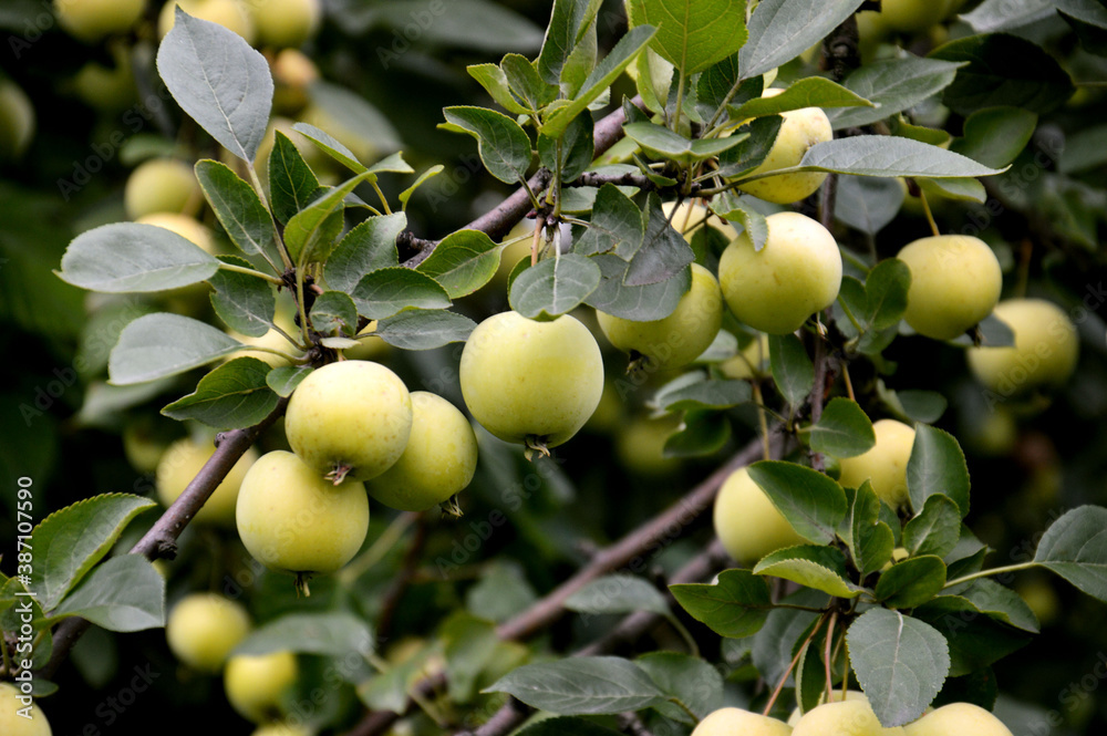 Branch with green not fully ripe apples, fresh apple background, growing apples close-up Branch with green not fully ripe apples, fresh apple background, growing apples close-up