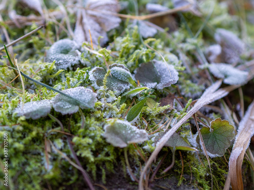 Macro green grass and leaves of plants from frost photo