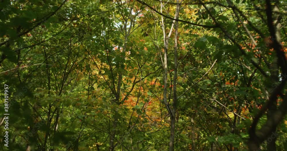 View Of Autumnal Trees In Forest At Saint Hilaire View Of Autumnal Trees In Forest At Saint Hilaire