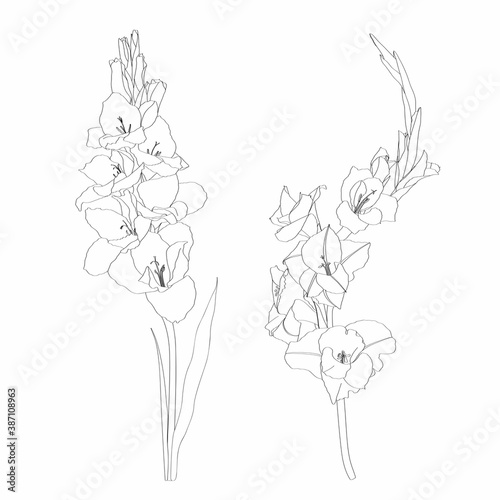 Black and white line-art image of a flower gladiolus. Floral blooming gladiolus hand drawn illustration sketch.