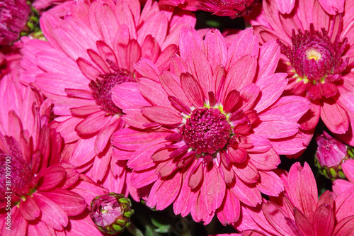 pink chrysanthemum flower