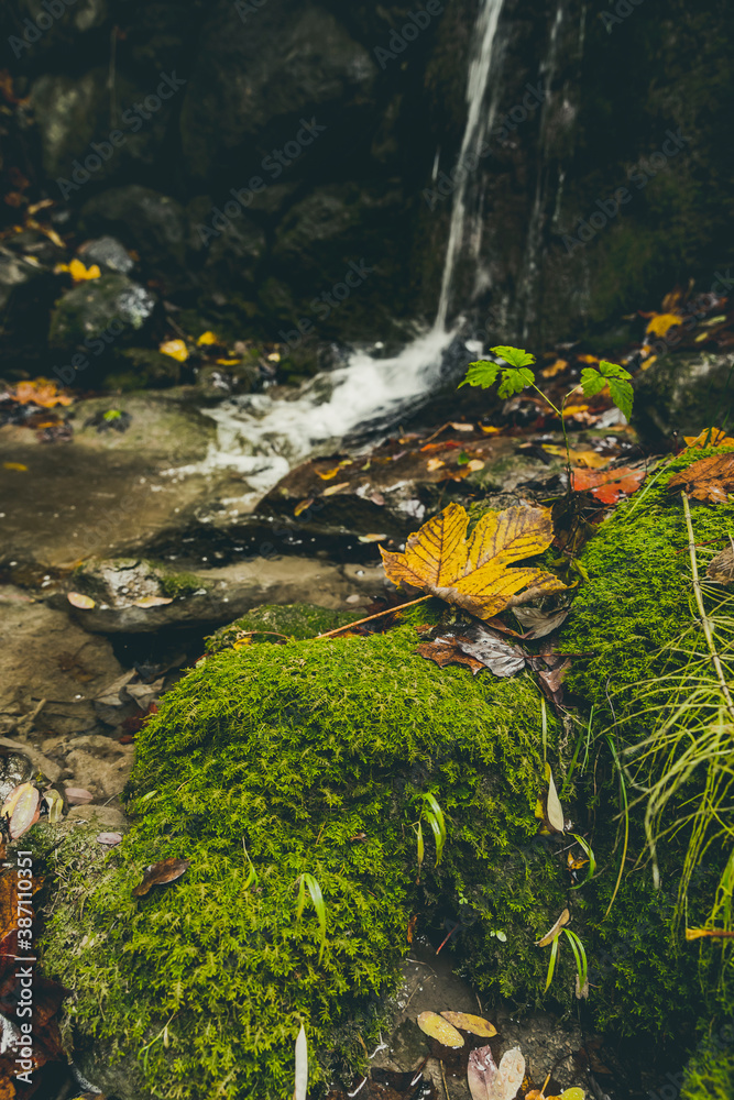 Obraz na plátně Moss and autumn leaves - Mousse et feuilles d'automne
