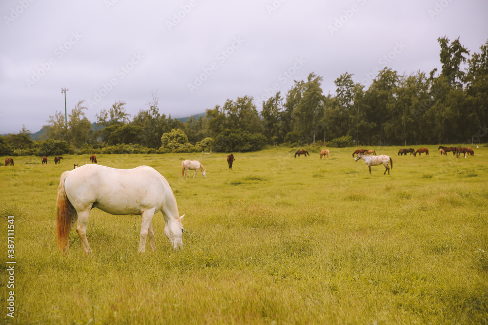 Rainy day, horses in the ranch, North Shore, Oahu, Hawaii Rainy day, horses in the ranch, North Shore, Oahu, Hawaii