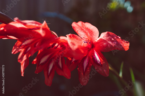 close-up of red gladiolus plant outdoor in sunny backyard