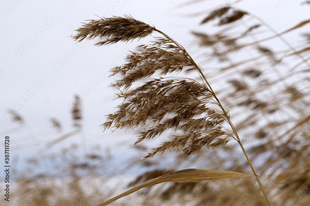 Obraz premium grass and sky