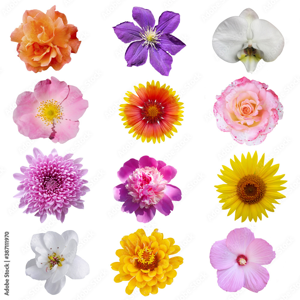 Macro photo of flowers set: rose,
sunflower, orchid, peony, zinnia, cirsium, bristly rose, common mallow, grysanthemum on a white isolated background Macro photo of flowers set: rose,
sunflower, orchid, peony, zinnia, cirsium, bristly rose, common mallow, grysanthemum on a white isolated background