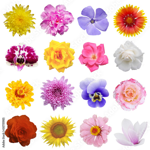 Macro photo of flowers set: rose, 
sunflower, orchid, peony, zinnia, cirsium, bristly rose, common mallow, grysanthemum  on a white isolated background