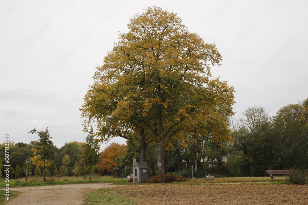 SIttard kolleberg tree SIttard kolleberg tree