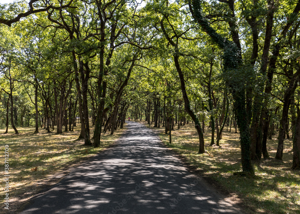 Road through the picturesque oak forest in Eyrignac in Dordogne. France