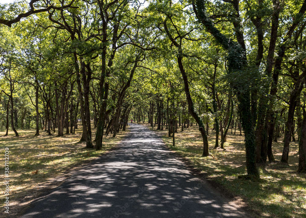Road through the picturesque oak forest in Eyrignac in Dordogne. France Road through the picturesque oak forest in Eyrignac in Dordogne. France