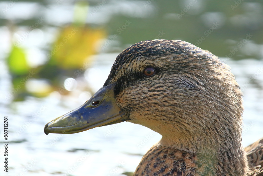 Mallard duck female on the river, close up Mallard duck female on the river, close up