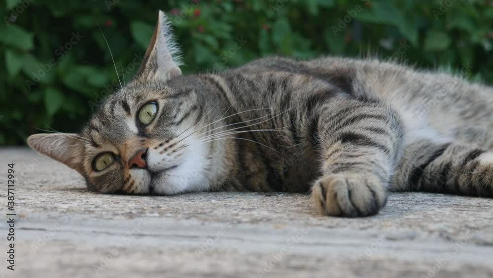 A striped cat with green eyes lies in the yard and listens to the sounds. A striped cat with green eyes lies in the yard and listens to the sounds.