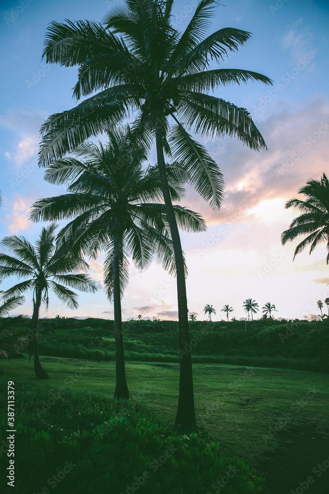 Palm trees, Sunset at Punaluu Beach, Big Island, Hawaii
