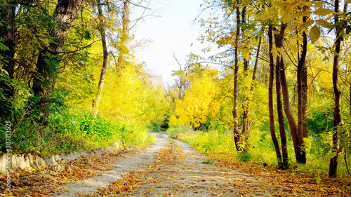 The road in the forest goes away between the trees in the autumn day.     