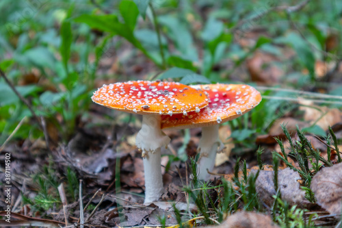 two red fly agarics in the forest
