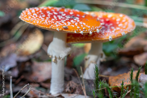 two red fly agarics in the forest
