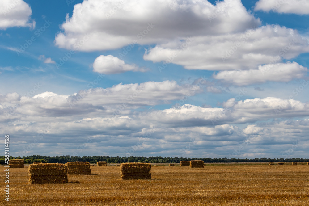 hay bales in the field under blue cloudy sky