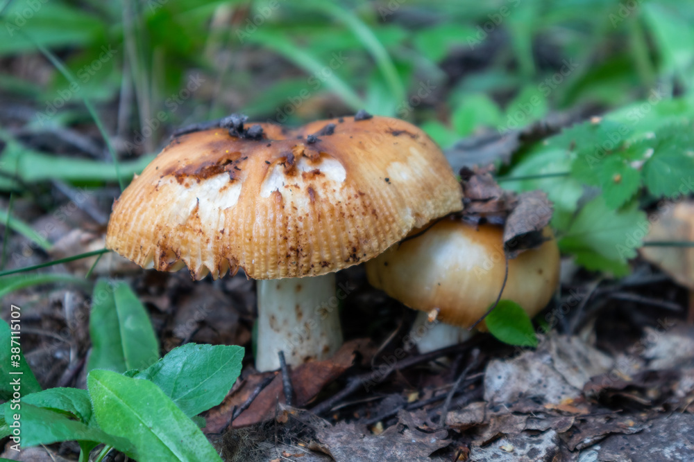 edible mushroom russula foetens in the forest edible mushroom russula foetens in the forest