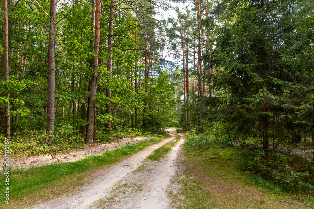 Fototapeta premium sandy path in the summer coniferous forest